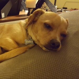 Meet your Posher, Abigail